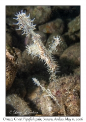 Ornate Ghost Pipefish pair