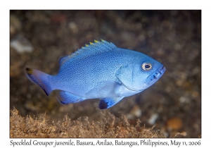 Speckled Grouper juvenile