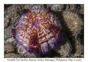 Variable Fire Urchin