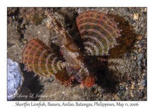 Shortfin Lionfish