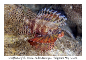 Shortfin Lionfish