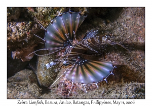 Zebra Lionfish