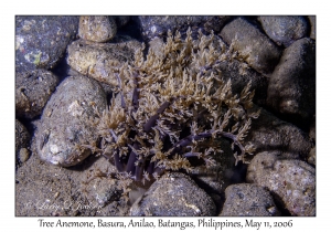 Tree Anemone