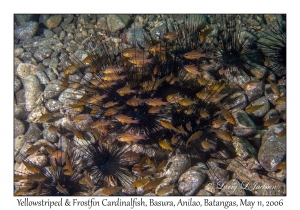 Yellowstriped and Frostfin Cardinalfish