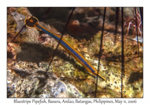 Bluestripe Pipefish