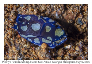 Pilsbry's Headshield Slug