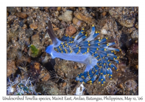 Undescribed Tenellia species