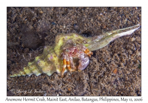 Anemone Hermit Crab