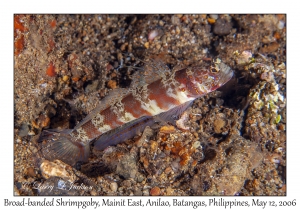 Broad-banded Shrimpgoby