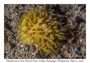 Mushroom Coral