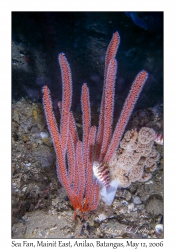 Sea Fan