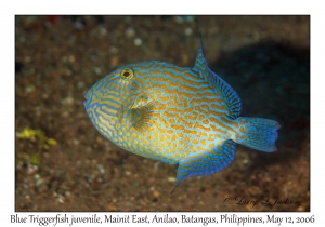 Blue Triggerfish juvenile