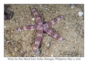 Warty Sea Star