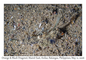 Orange & Black Dragonet