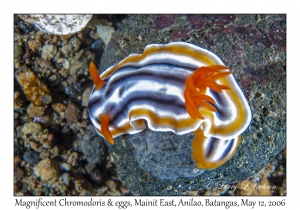 Magnificent Chromodoris & egg ribbon