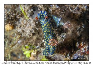 Undescribed Hypselodoris