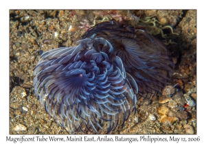 Magnificent Tube Worm