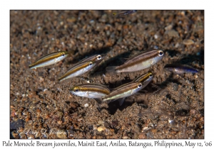 Pale Monocle Bream juveniles