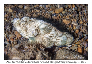 Devil Scorpionfish