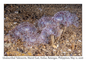 Undescribed Tubeworms