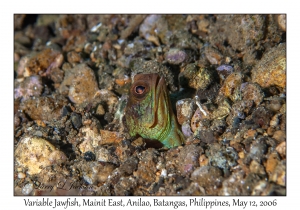 Variable Jawfish