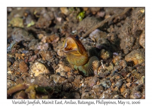 Variable Jawfish