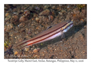 Twostripe Goby