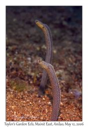 Taylor's Garden Eels
