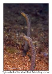 Taylor's Garden Eels