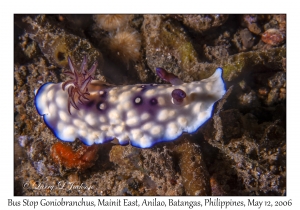 Bus Stop Goniobranchus