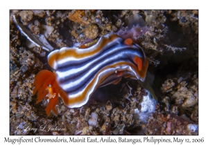 Magnificent Chromodoris