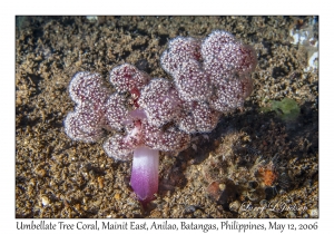 Umbellate Tree Coral