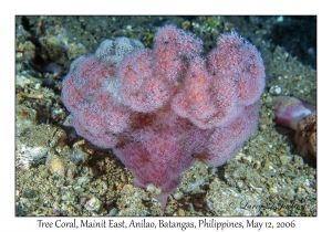 Tree Coral