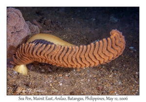 Sea Pen