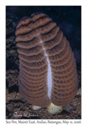 Sea Pen