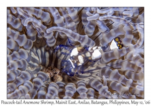 Peacock-tail Anemone Shrimp