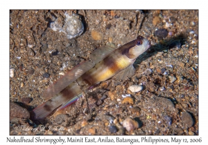 Nakedhead Shrimpgoby