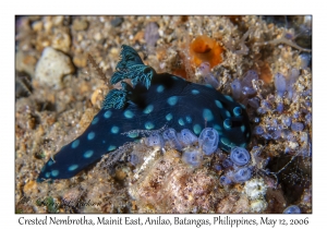 Crested Nembrotha