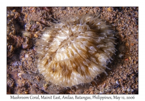 Mushroom Coral