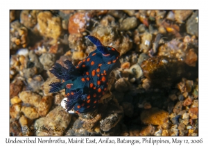 Undescribed Nembrotha species