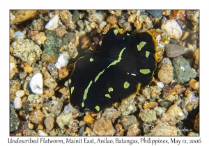 Undescribed Flatworm