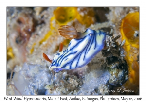 West Wind Hypselodoris