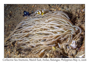 Corkscrew Sea Anemone