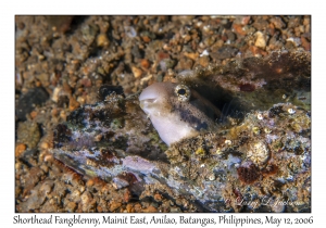 Shorthead Fangblenny