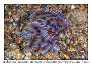 Undescribed Tubeworms