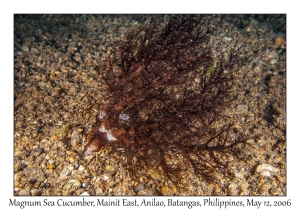 Magnum Sea Cucumber