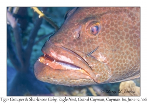 Tiger Grouper & Sharknose Goby