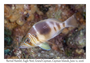 Barred Hamlet