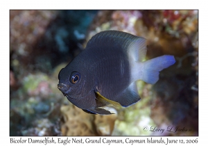 Bicolor Damselfish