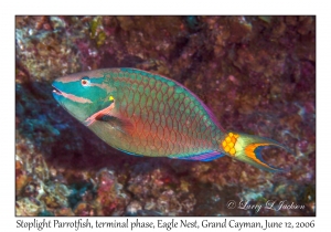 Stoplight Parrotfish